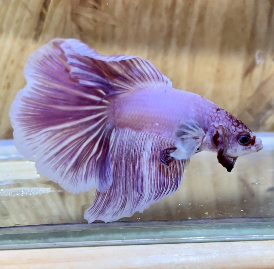 purple