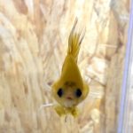 pikachu2