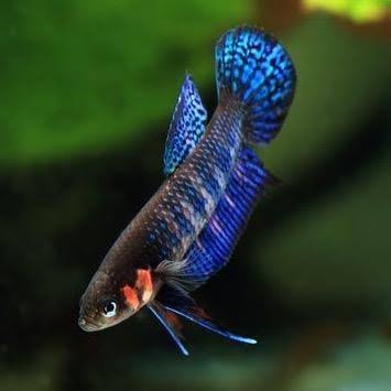 betta58