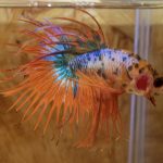 betta16