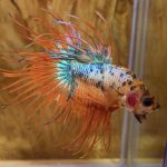 betta16