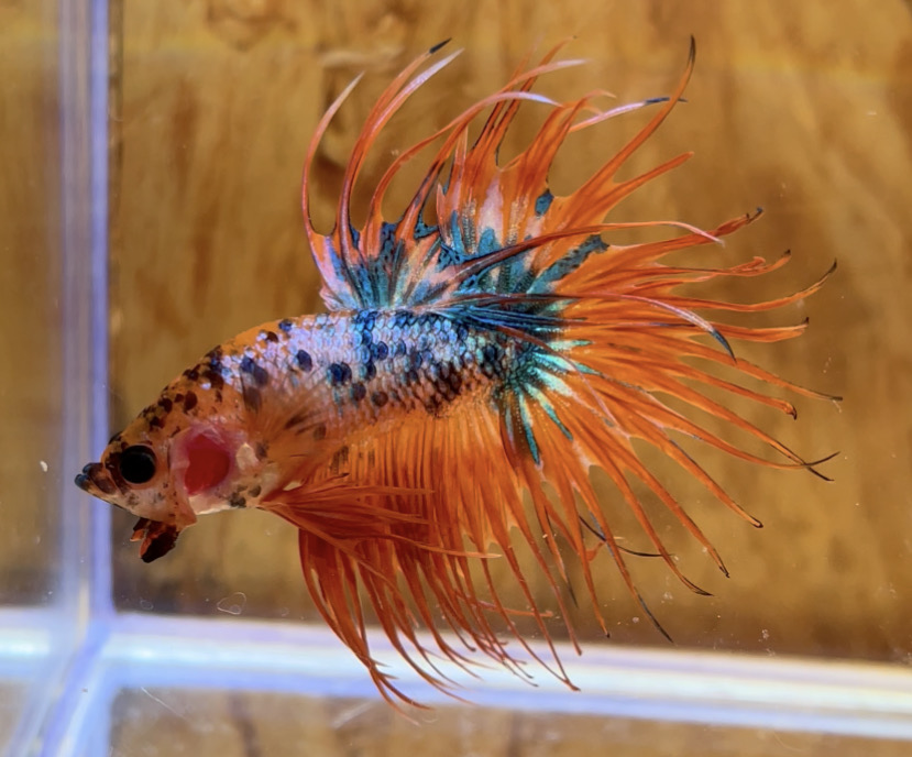 betta16