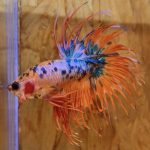 betta16