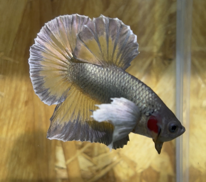 betta23