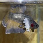 betta23