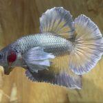 betta23