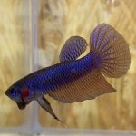 betta25
