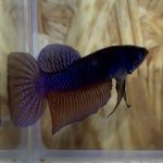 betta25