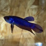 betta25