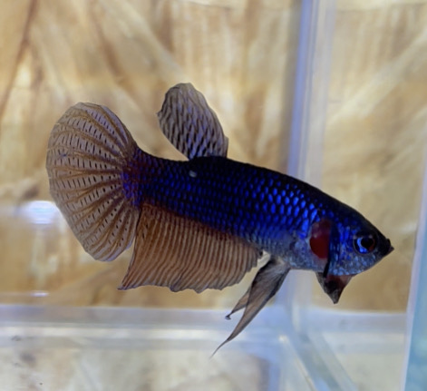 betta25