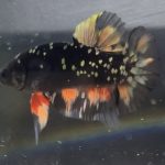 betta9