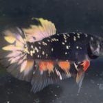 betta9