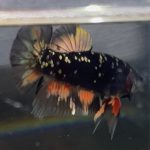 betta9