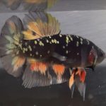 betta9