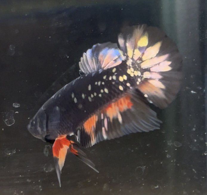 betta9