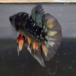 betta9