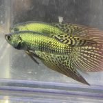 betta11