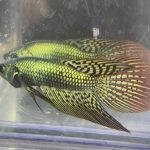 betta11
