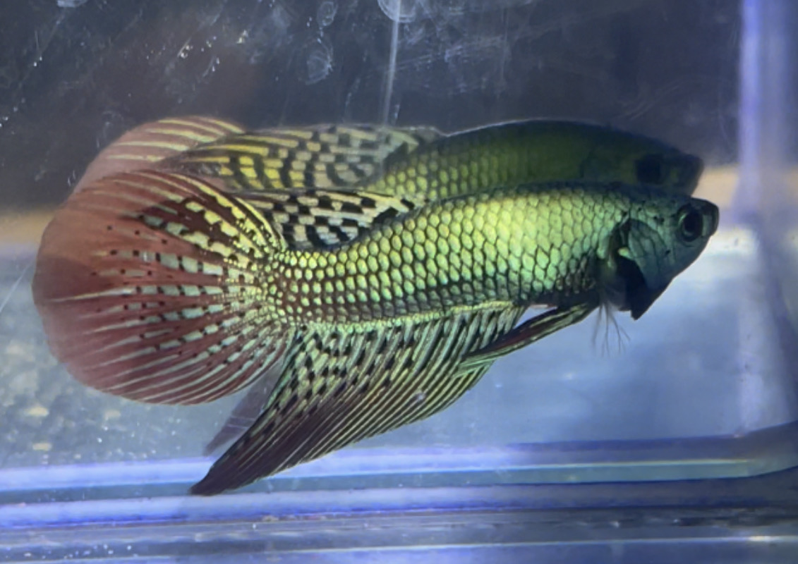 betta11