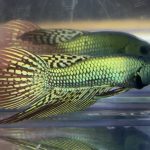 betta11