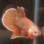 betta