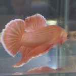 betta