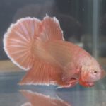 betta
