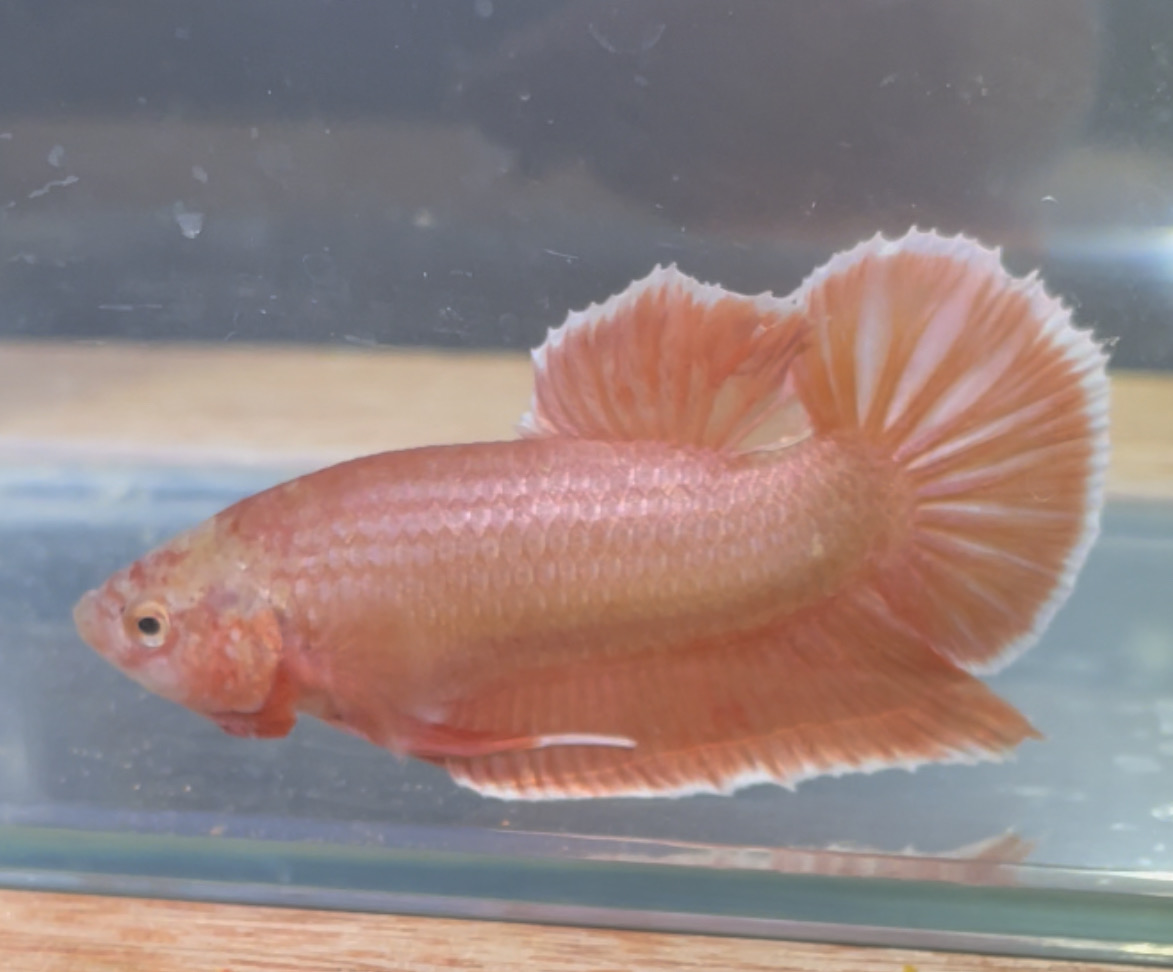 betta