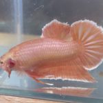 betta