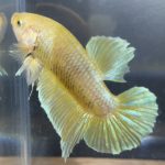 betta10