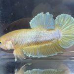 betta10