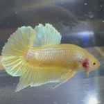 betta10