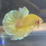 betta10