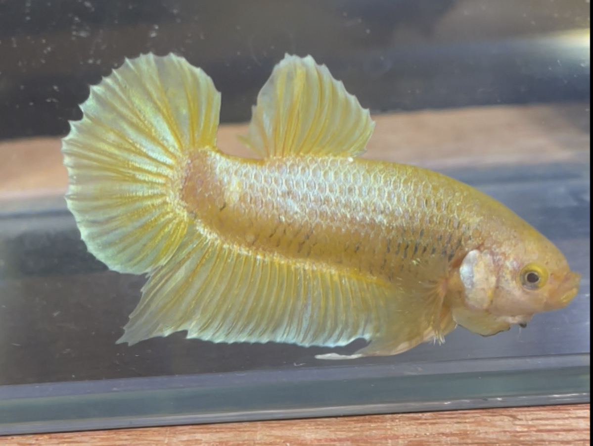 betta10