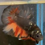 betta8