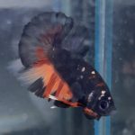 betta8