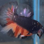 betta8