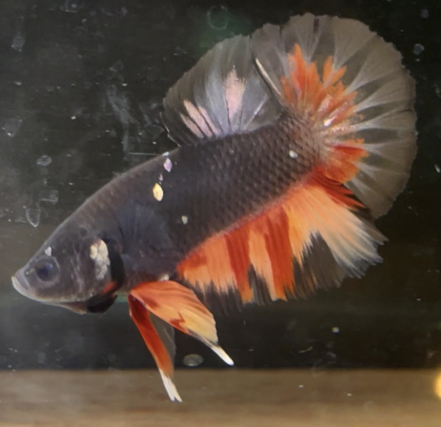 betta8