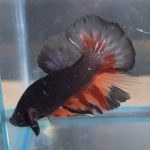 betta8