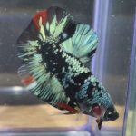 betta7