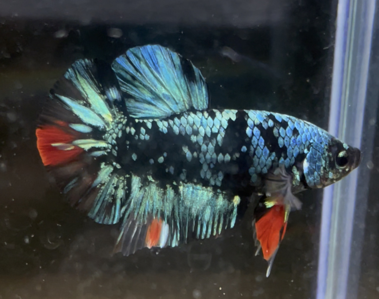 betta7