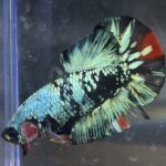 betta7