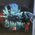 betta7