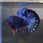 betta6