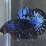 betta6