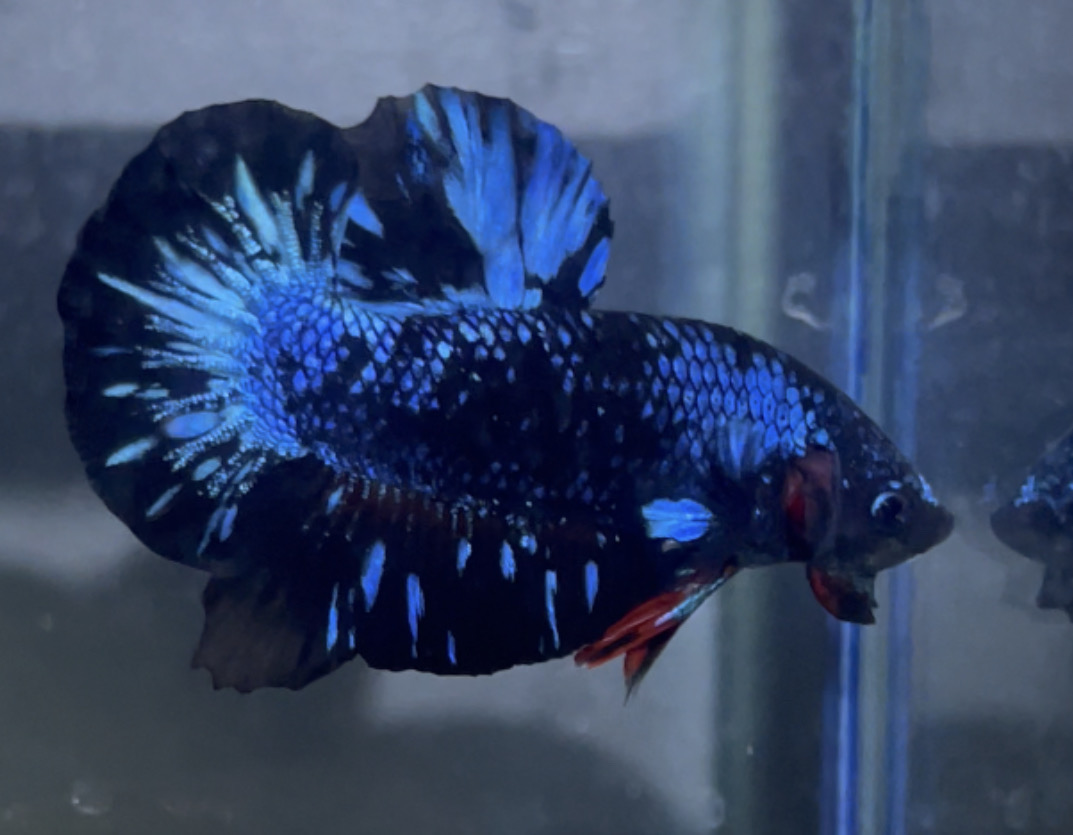 betta6