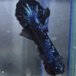 betta6