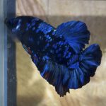 betta5