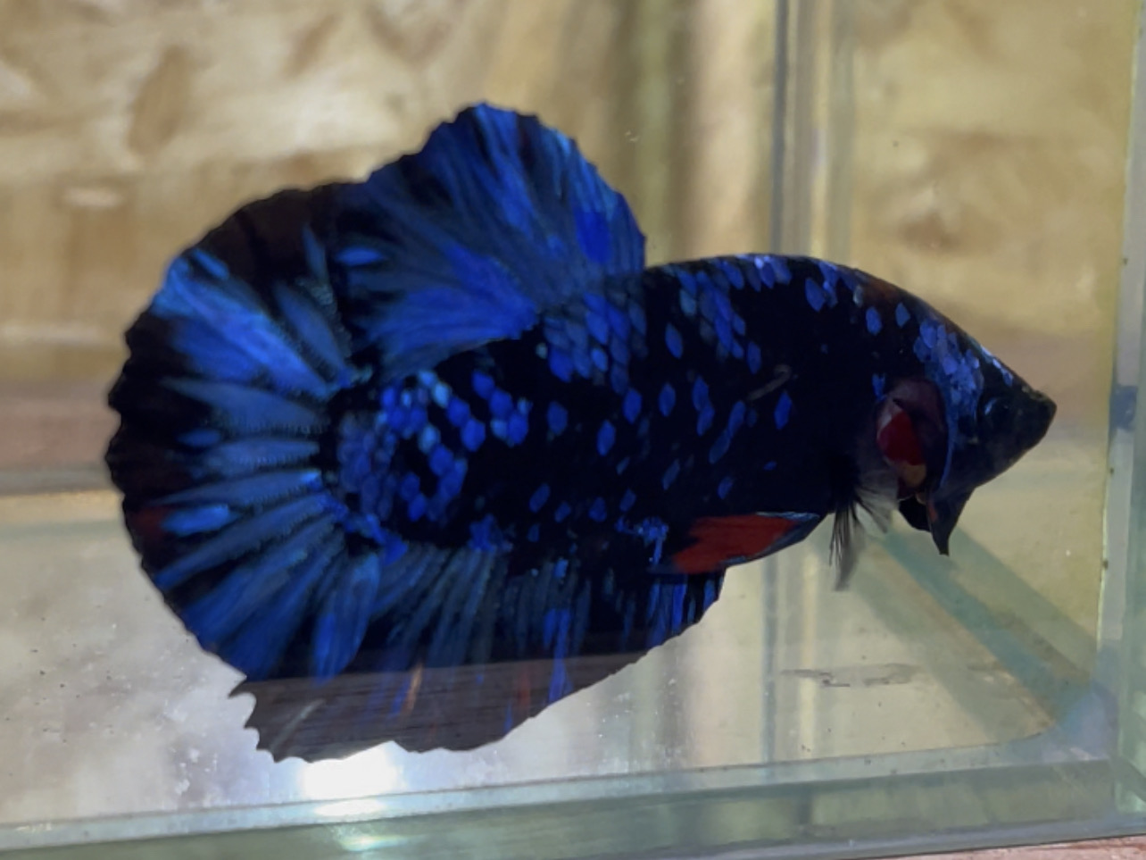 betta5