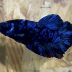 betta5